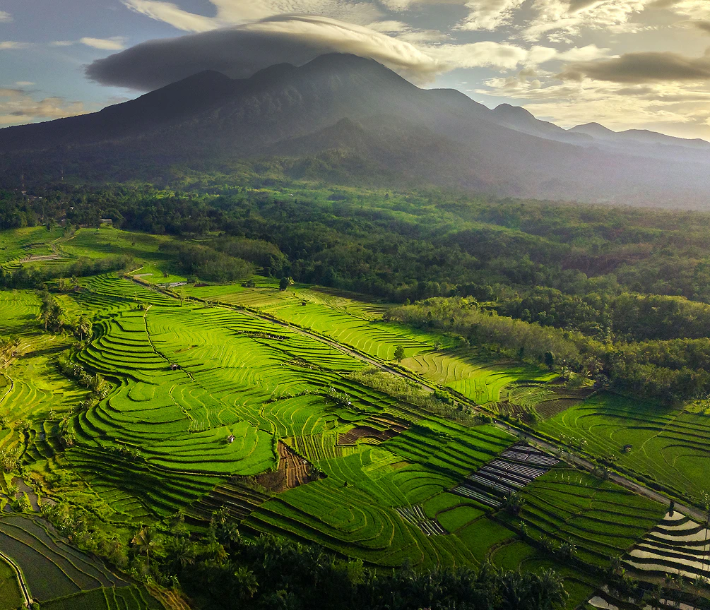 Bali rice terraces with mountains in the background