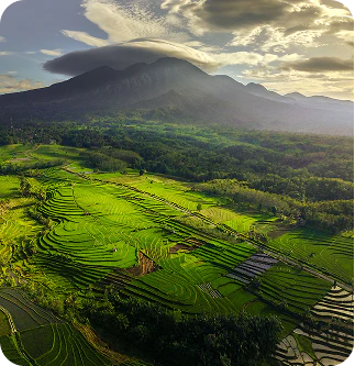 Green rice terraces in Bali